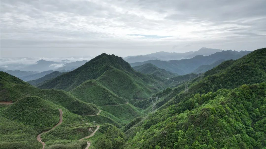 大关：筇竹为媒深耕农文旅融合 赋能乡村振兴