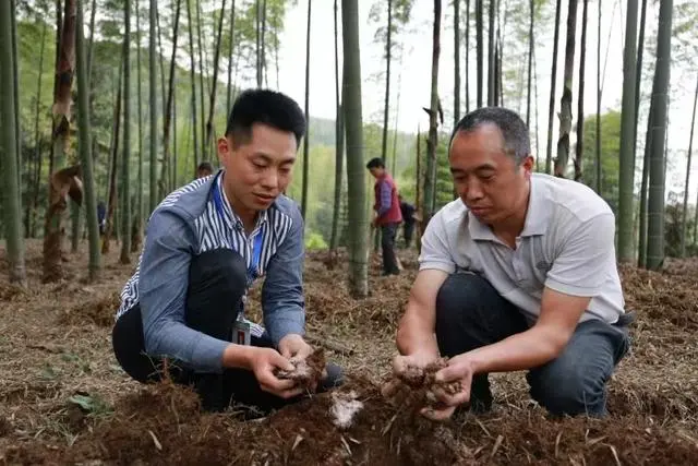 泸州发力将小竹子做成大产业