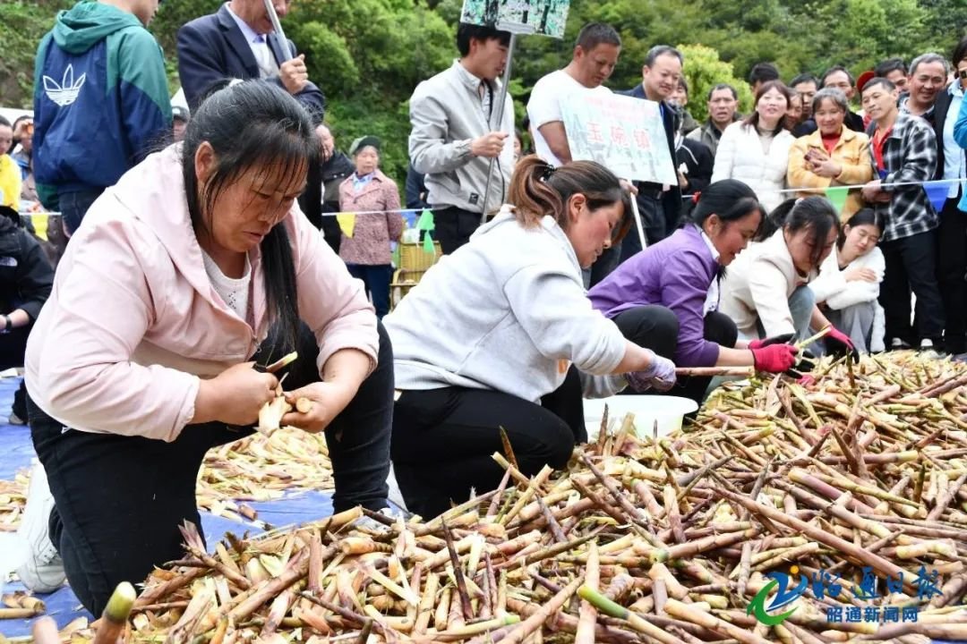 云南大关：因“筇”向富 知“竹”而强